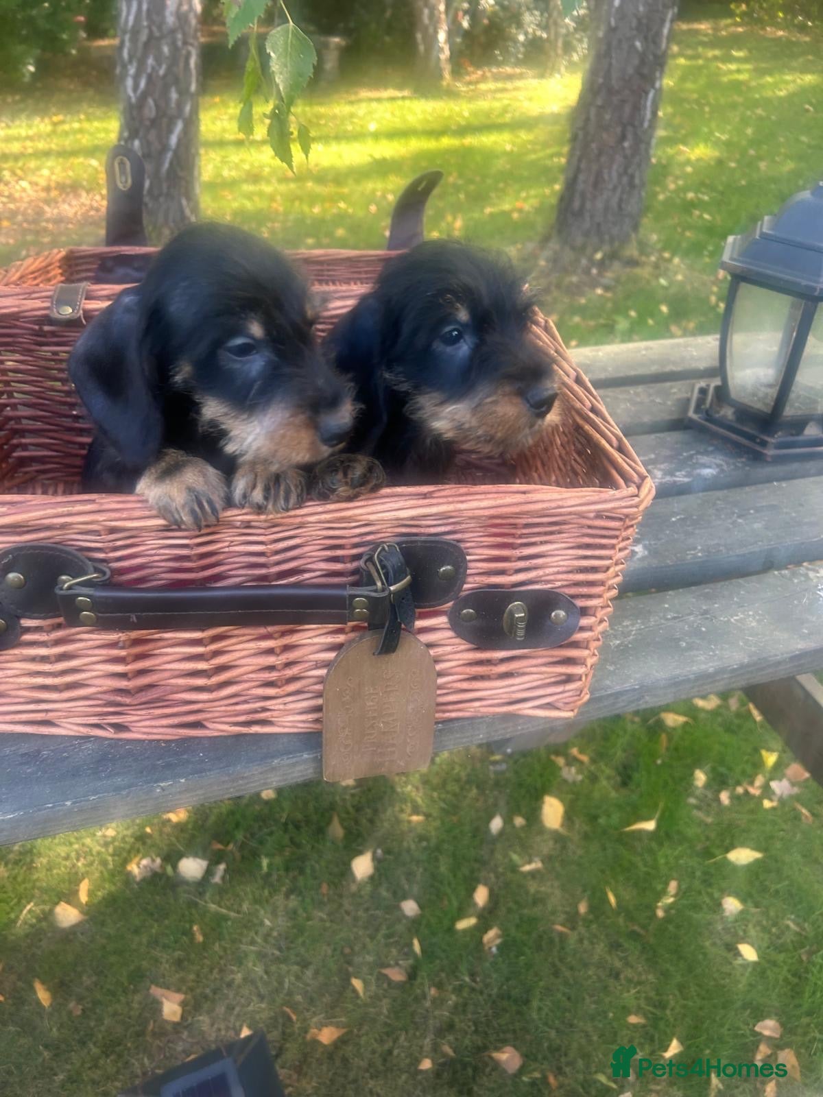 Miniature Dachshund dogs  🐾 Wired Hair Miniature Dachshund Puppies 🐾 - Advert 2