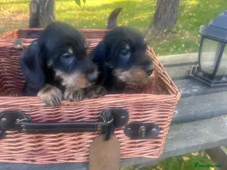 Miniature Dachshund dogs 🐾 Wired Hair Miniature Dachshund Puppies 🐾 - Advert 2