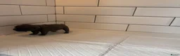 French Bulldog dogs for sale: Fluffy French bulldog puppies 🐶  - Advert 16