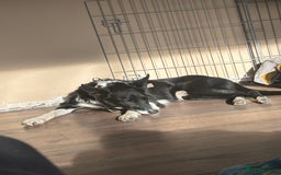 Border Collie dogs for sale: Ralph 5 year old Border Collie - Image 3