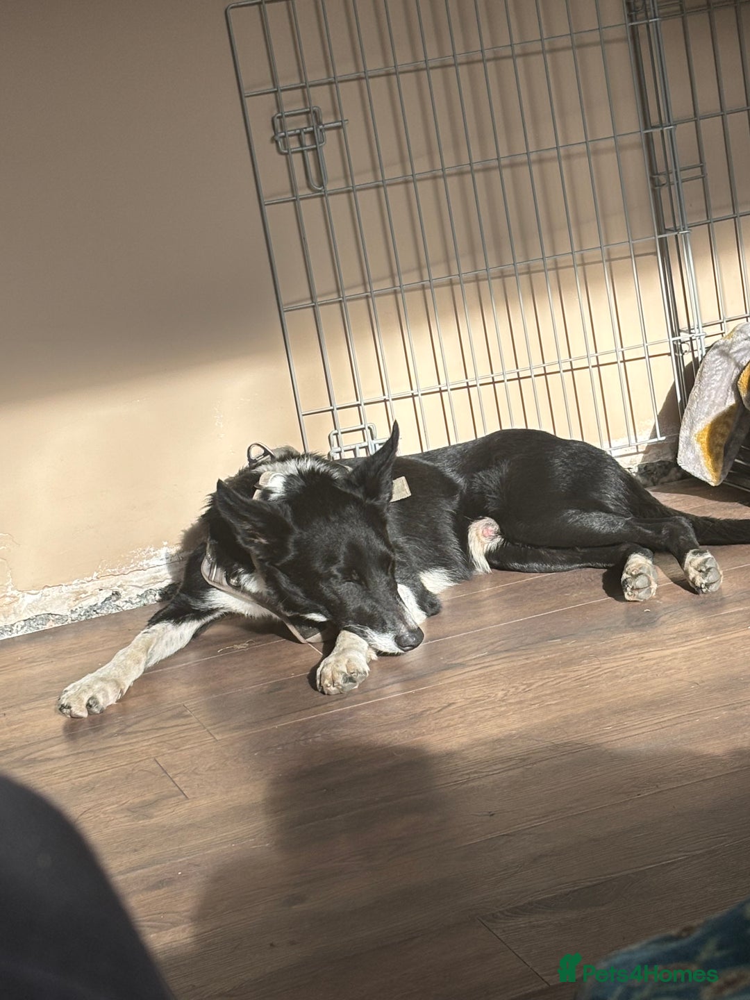 Border Collie dogs for sale: Ralph 5 year old Border Collie - Image 3