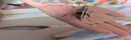 Stick Insects invertebrates for sale: Sunny stick insects in Salisbury - Advert 2