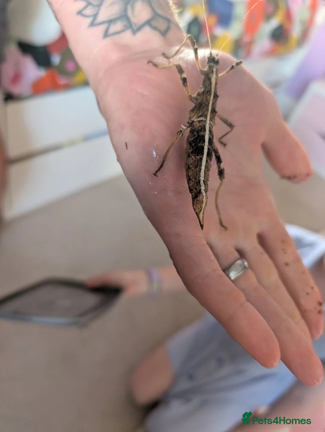 Stick Insects invertebrates for sale: Sunny stick insects in Salisbury - Advert 2