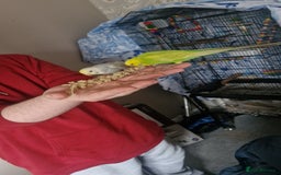 Budgerigars birds for sale: Budgie pair for sale - Image 2