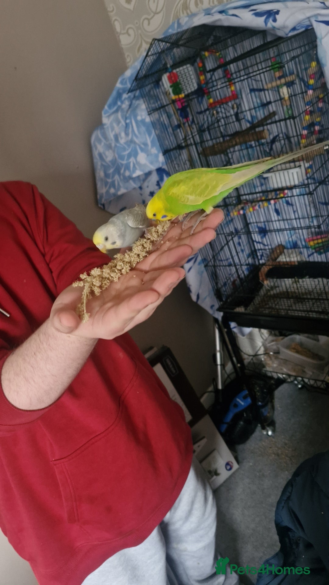 Budgerigars birds for sale: Budgie pair for sale - Image 2
