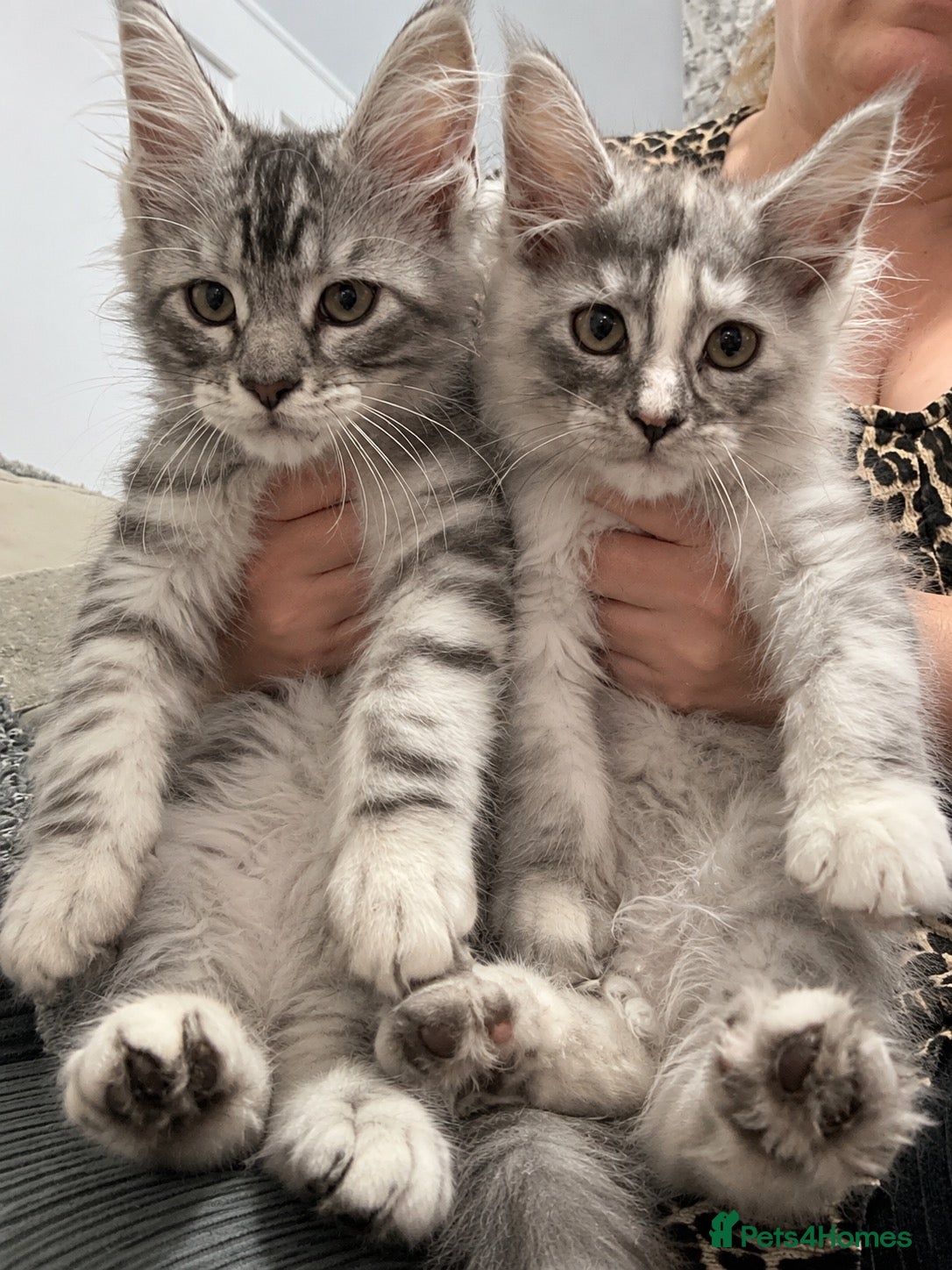 Maine Coon cats Ready to leave now stunning tica babies 1xm 1xf  - Advert 2