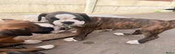 Boxer dogs for sale: Outstanding puppies - best pedigree 73 champions - Advert 29