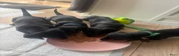 Miniature Dachshund dogs for sale: Mini dachshund puppies  - Advert 6