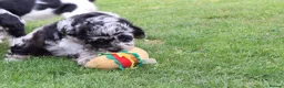 Cavapoo dogs for sale: F1 Cavapoo Female puppy FULLY VACCINATED  - Advert 8