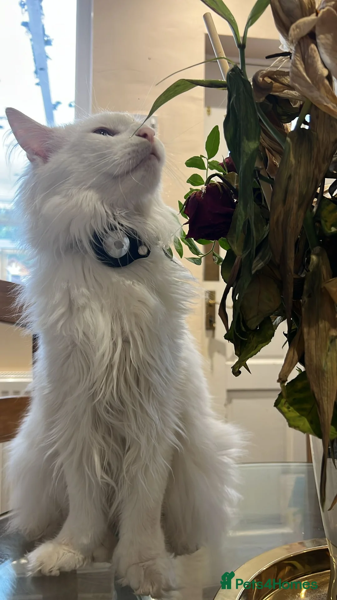 Maine Coon cats for sale: 🐾 Rehoming: Gorgeous Deaf White Maine Coon🐾 - Advert 1