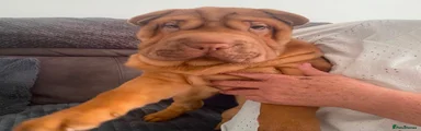 RED FEMALE SHAR PEI