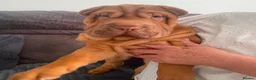 Shar Pei dogs for sale: 🐾💕 LAST LITTLE KC SHAR PEI GIRL 💕🐾 - Advert 18