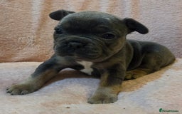 French Bulldog dogs for sale: Beautiful French Bulldog Puppies - Image 22