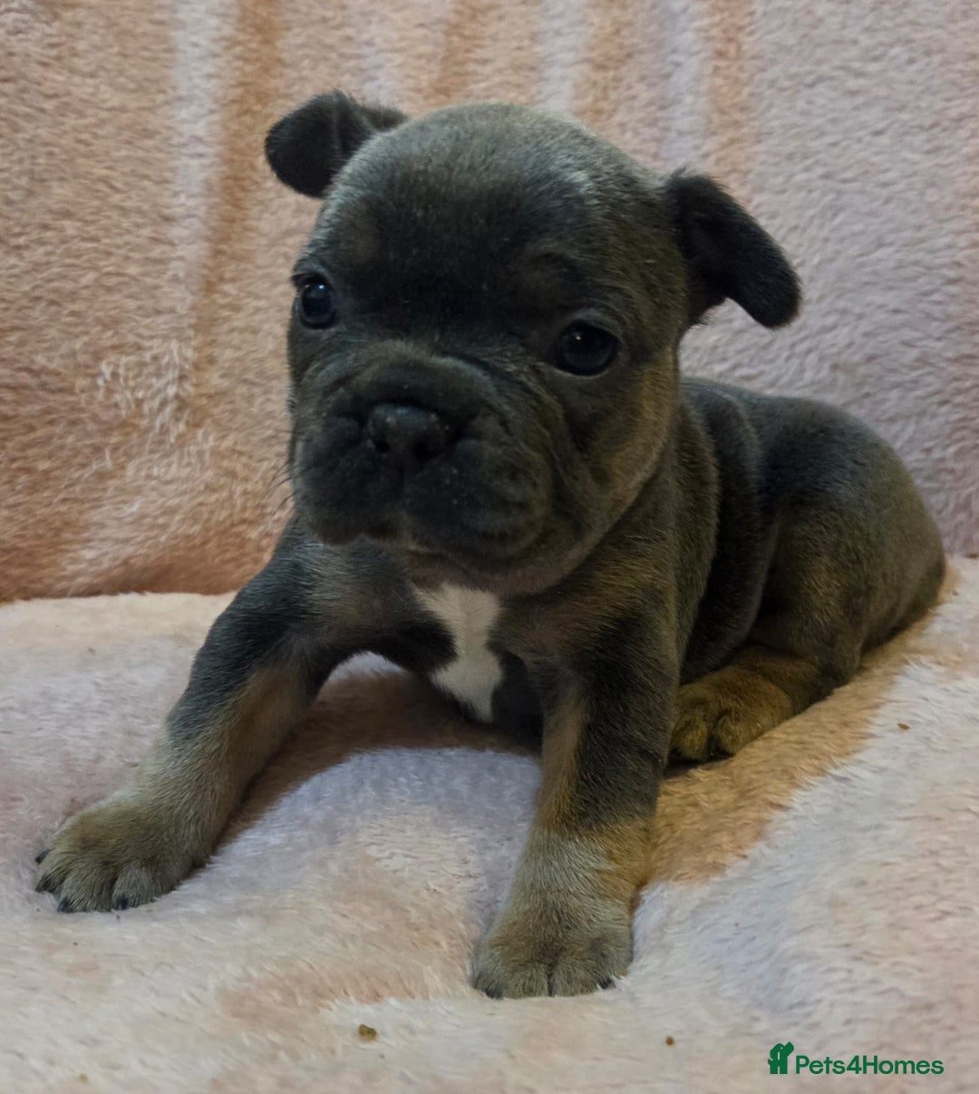 French Bulldog dogs for sale: Beautiful French Bulldog Puppies - Image 22