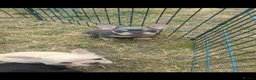 French Bulldog dogs for sale: French bulldog puppy's  - Advert 4