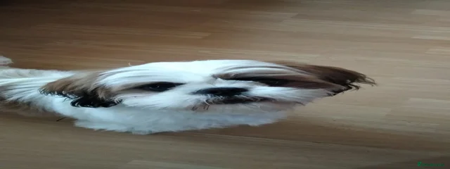 Bella