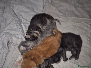 Maine Coon cats Russian /xxl maine coon - Advert 17