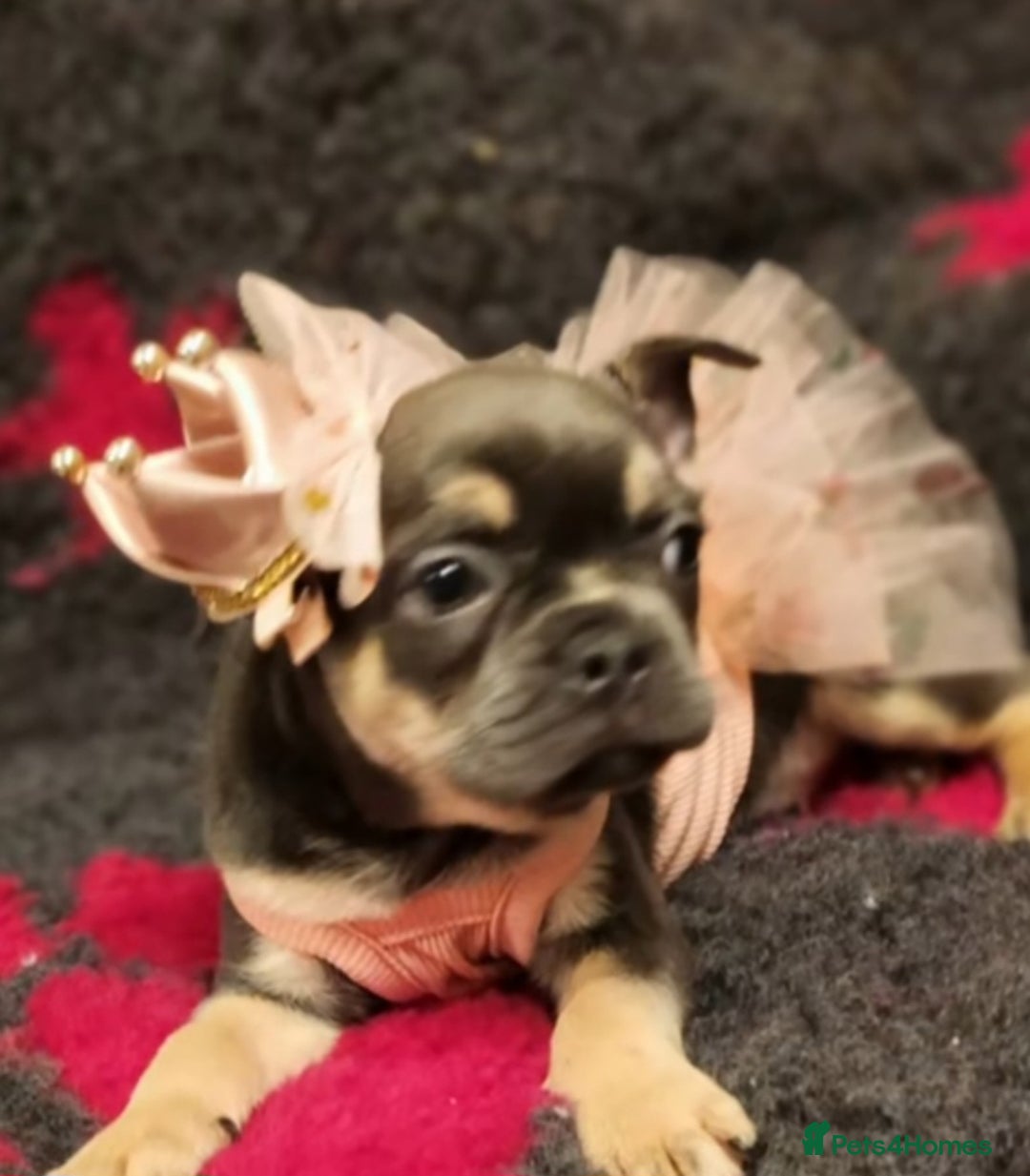 French Bulldog dogs for sale: Only 4 pups left, this weekend £900 - Image 9