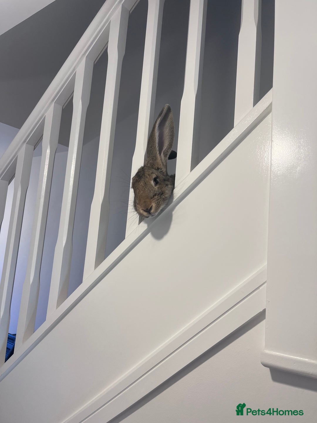 Continental Giant rabbits for sale: Sweet bun looking for a new home  - Advert 4