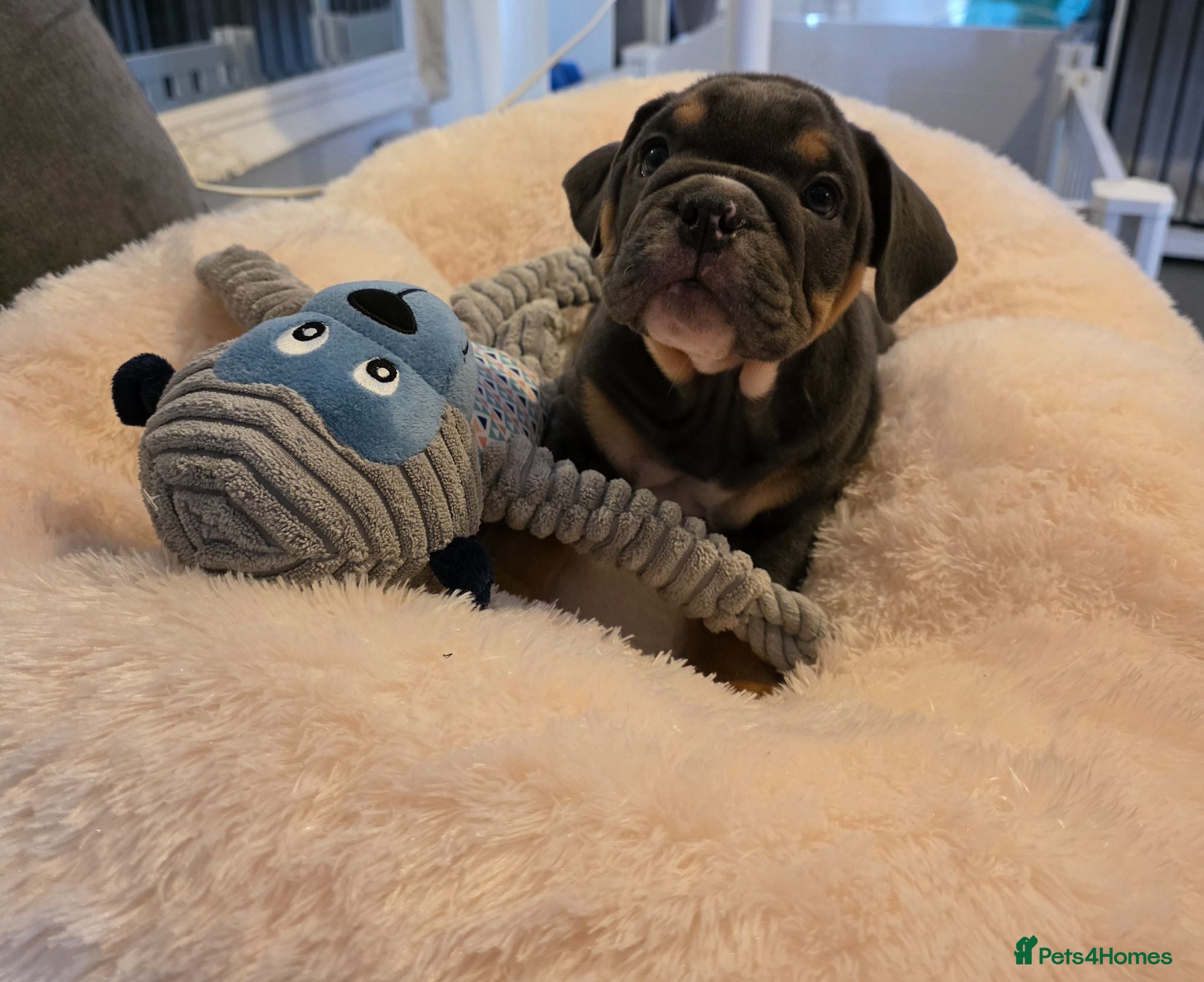 English Bulldog dogs Stunning 2 girls left English Bulldogs  - Advert 1