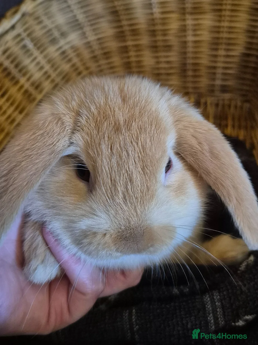 Mini Lop rabbits for sale: READY THIS WEEKEND! Baby Rabbits Boys & Girls - Advert 8