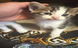 Mixed Breed cats for sale: Beautiful boy kitten ready for new home - Image 2