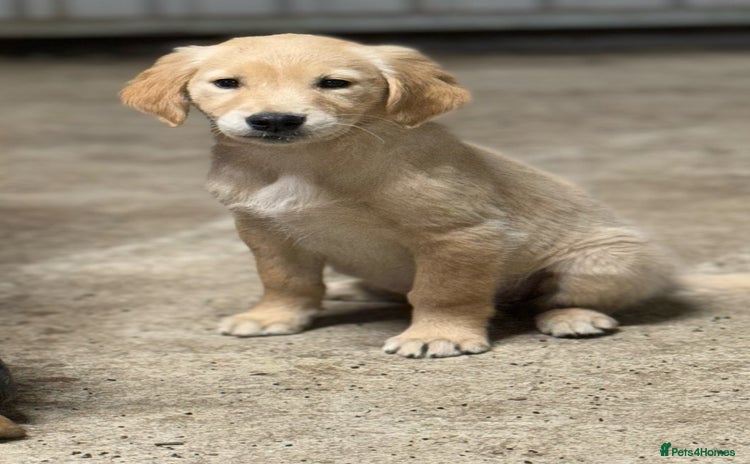 Golden Retriever dogs - Advert 4