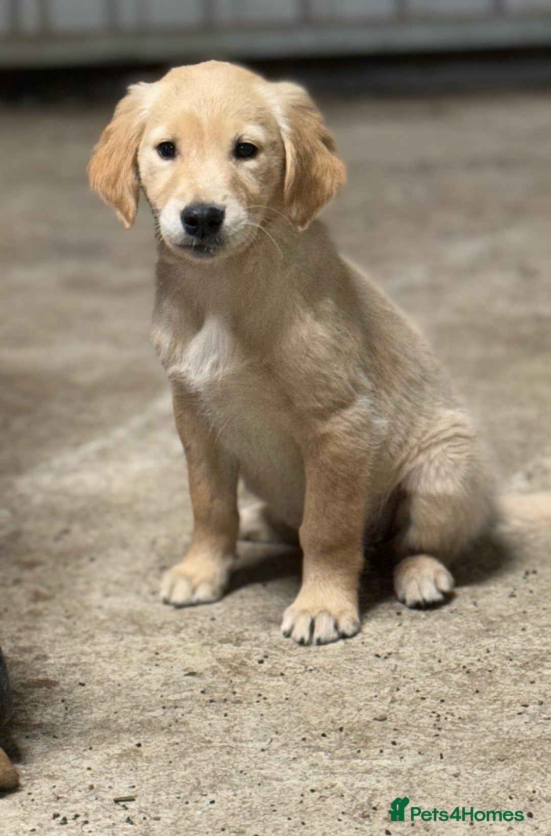 Golden Retriever dogs for sale: Last golden retriever pup available now  - Image 2