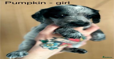 Cocker Spaniel dogs - Advert 10