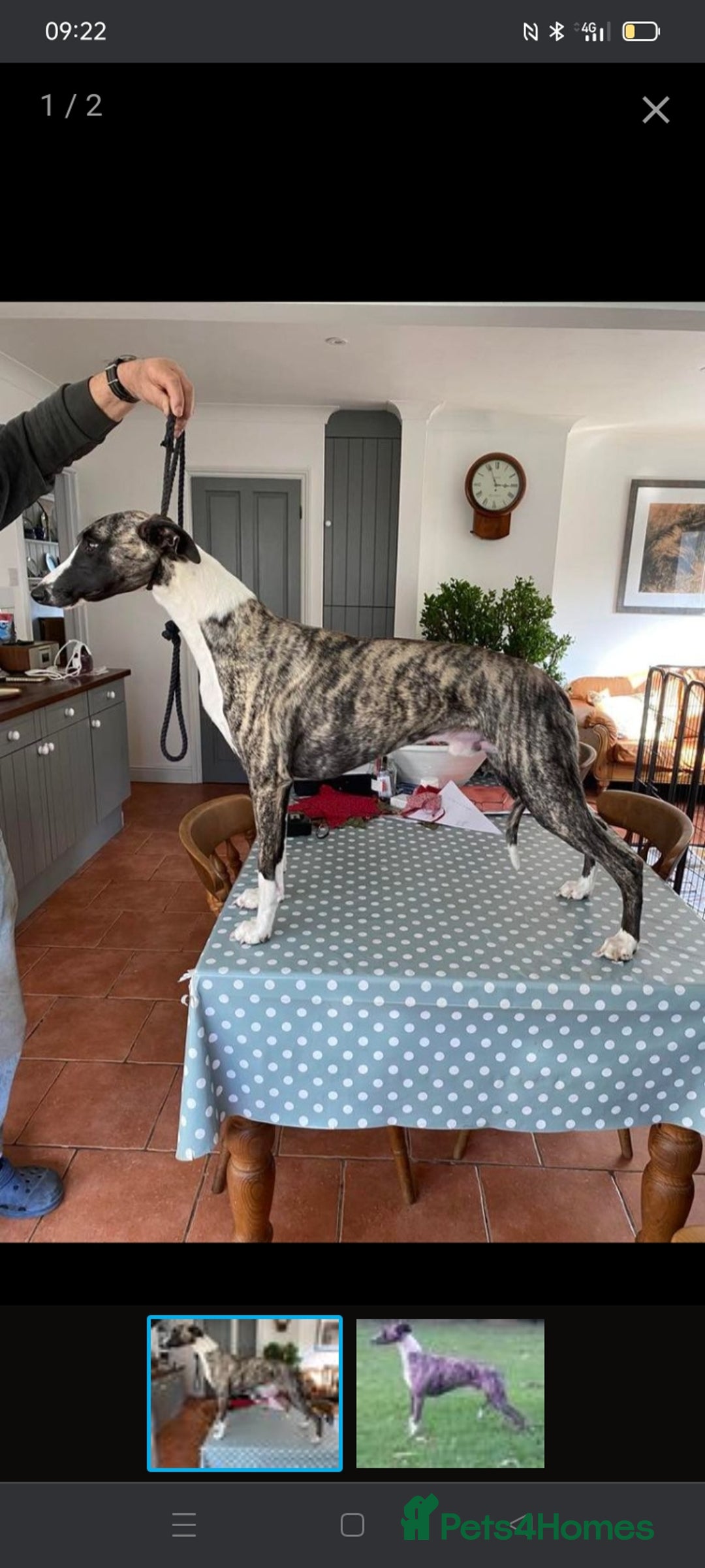 Whippet dogs for sale: Stunning whippet pups - Image 4