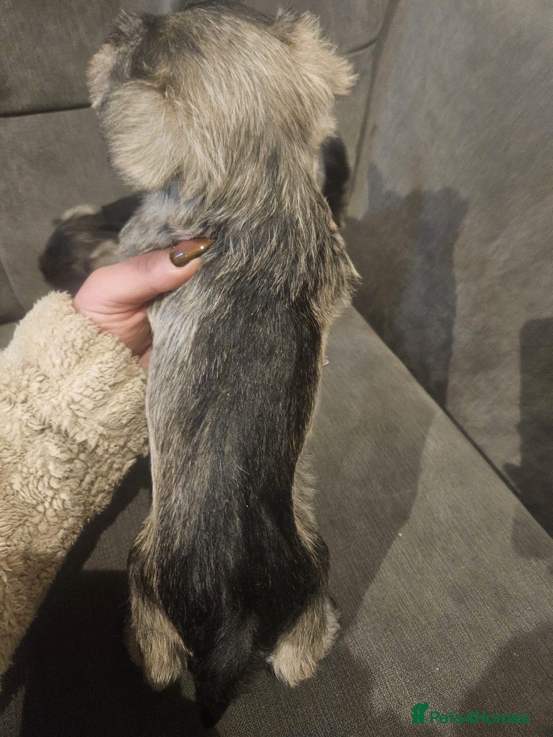 Miniature Schnauzer dogs for sale: Superb kc reg miniature schnauzer pups - Advert 3