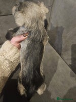 Miniature Schnauzer dogs Superb kc reg miniature schnauzer pups - Advert 2