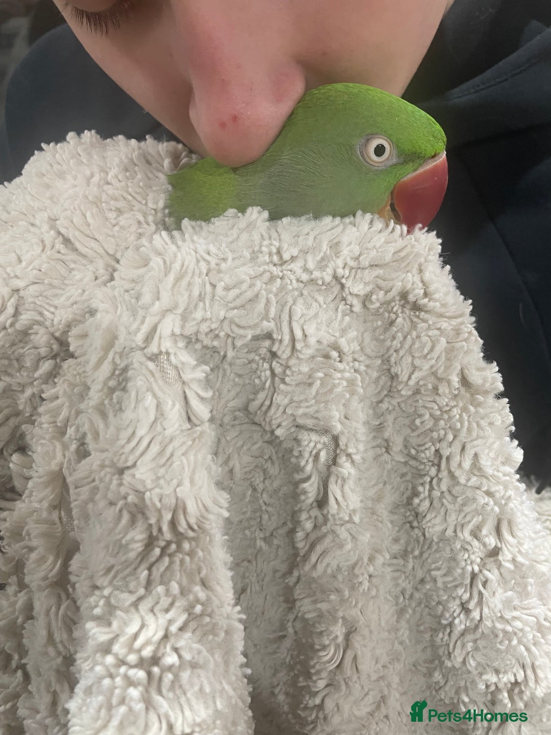 Parrots birds for sale: Stunning female alexandrine IVY - Advert 7