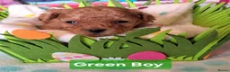 Toy Poodle dogs for sale: Toy Poodles, Half Asian in Norfolk - Advert 9