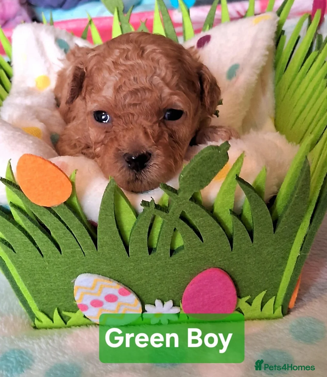 Toy Poodle dogs for sale: Toy Poodles, Half Asian in Norfolk - Advert 9