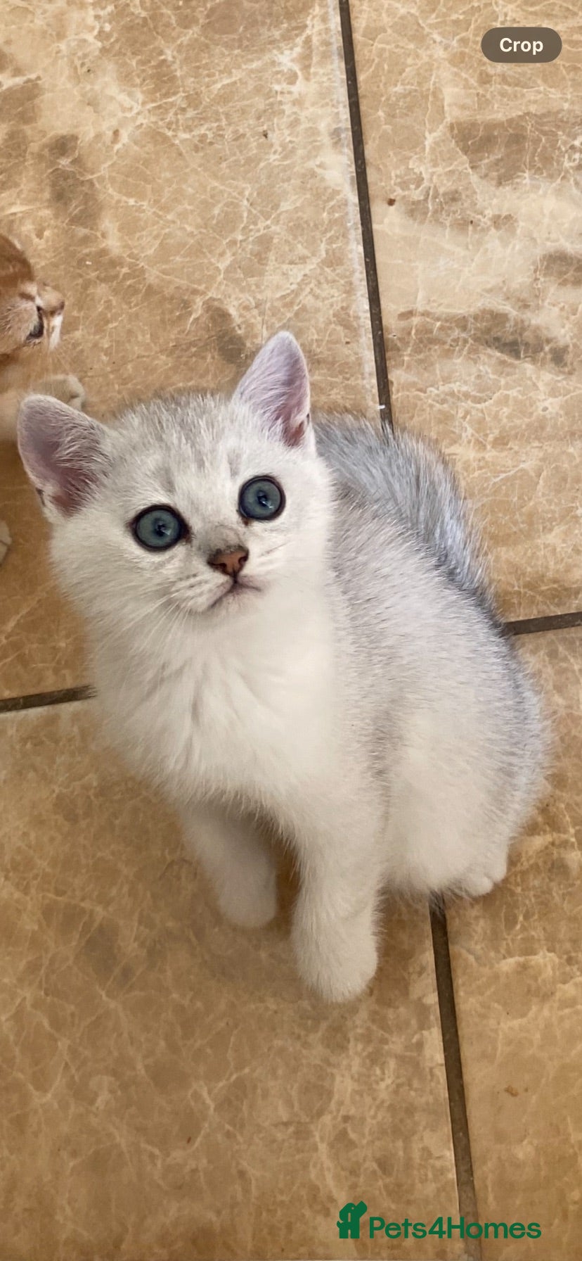 British Shorthair cats British Shorthair Golden & Silver Kittens  - Advert 2