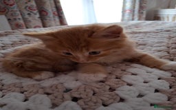 Maine Coon cats for sale: Absolutely Beautiful Half Maine Coon Male Kitten - Image 7