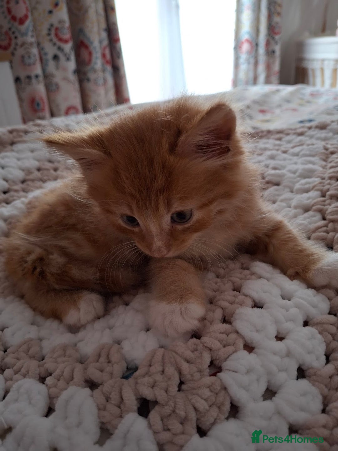 Maine Coon cats for sale: Absolutely Beautiful Half Maine Coon Male Kitten - Image 7