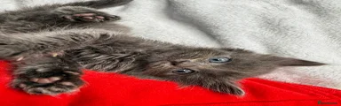 Russian Blue 2