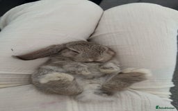 Mini Lop rabbits for sale: Mini lop female  - Image 2
