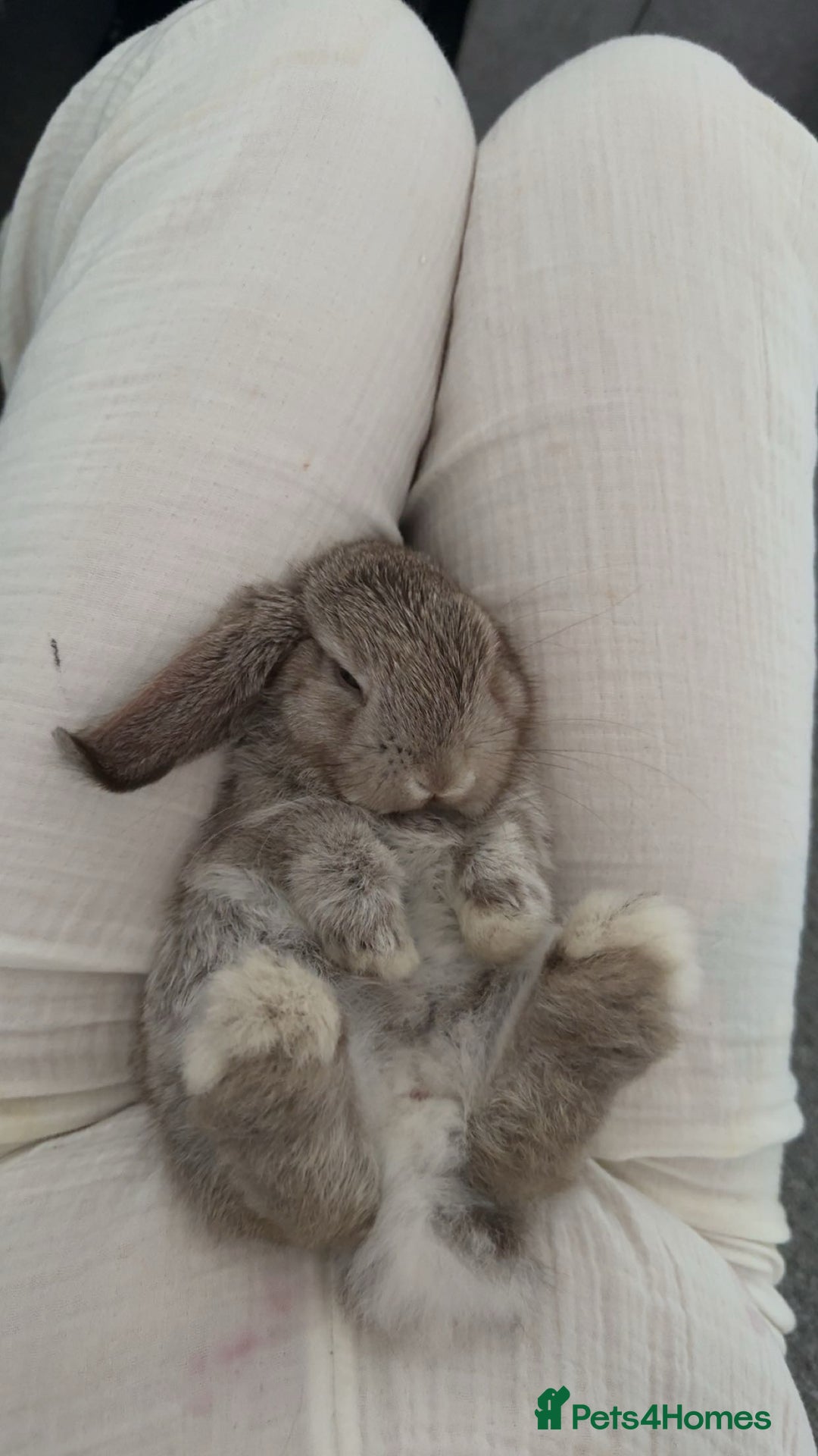 Mini Lop rabbits for sale: Mini lop female  - Image 2