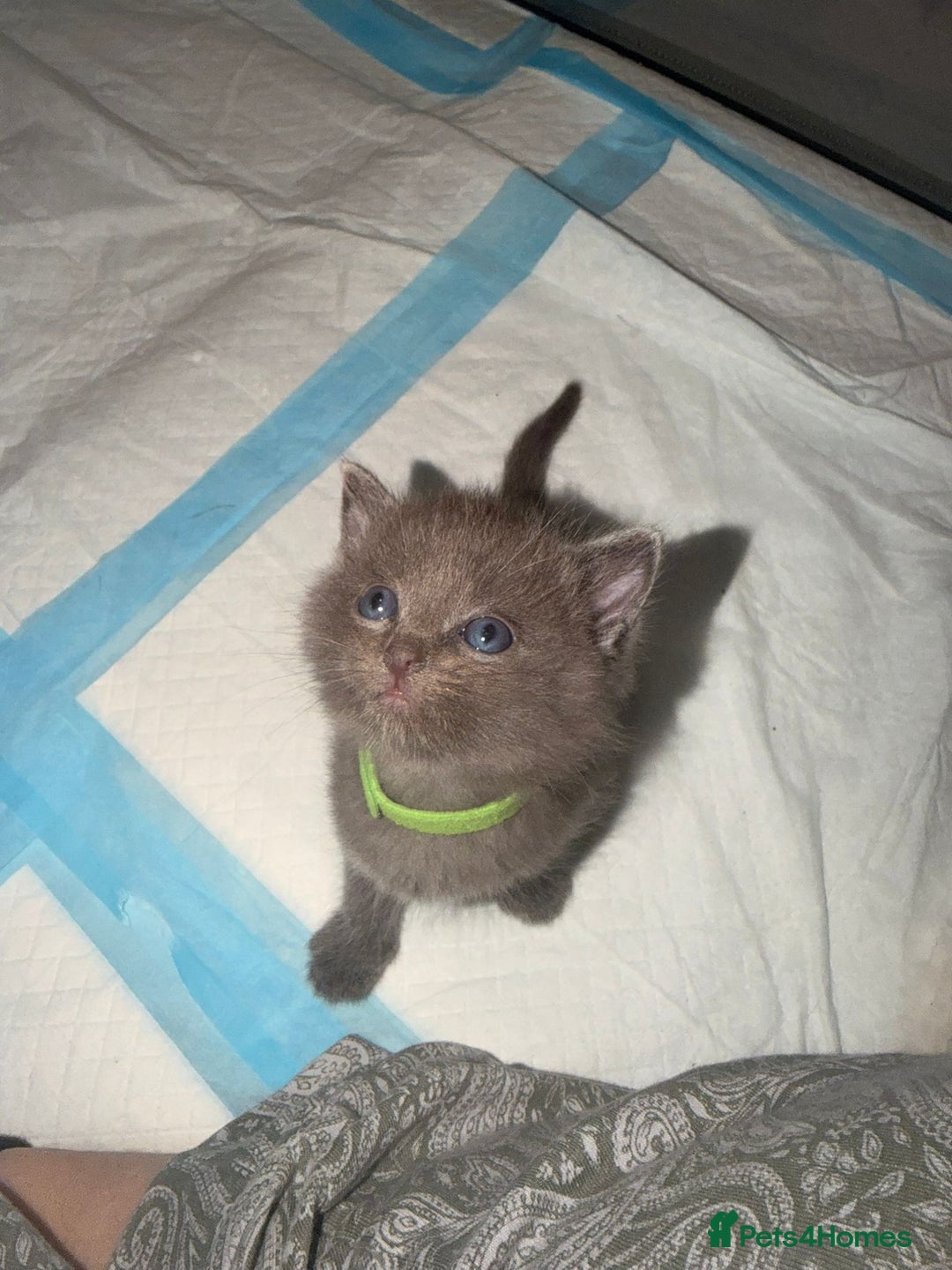 Ragdoll cats for sale: Ragdoll mix kitten - 5 Boys - Advert 15