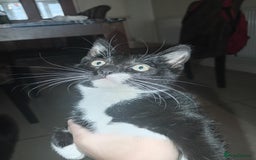 European cats for sale: Looking for new home - Image 2