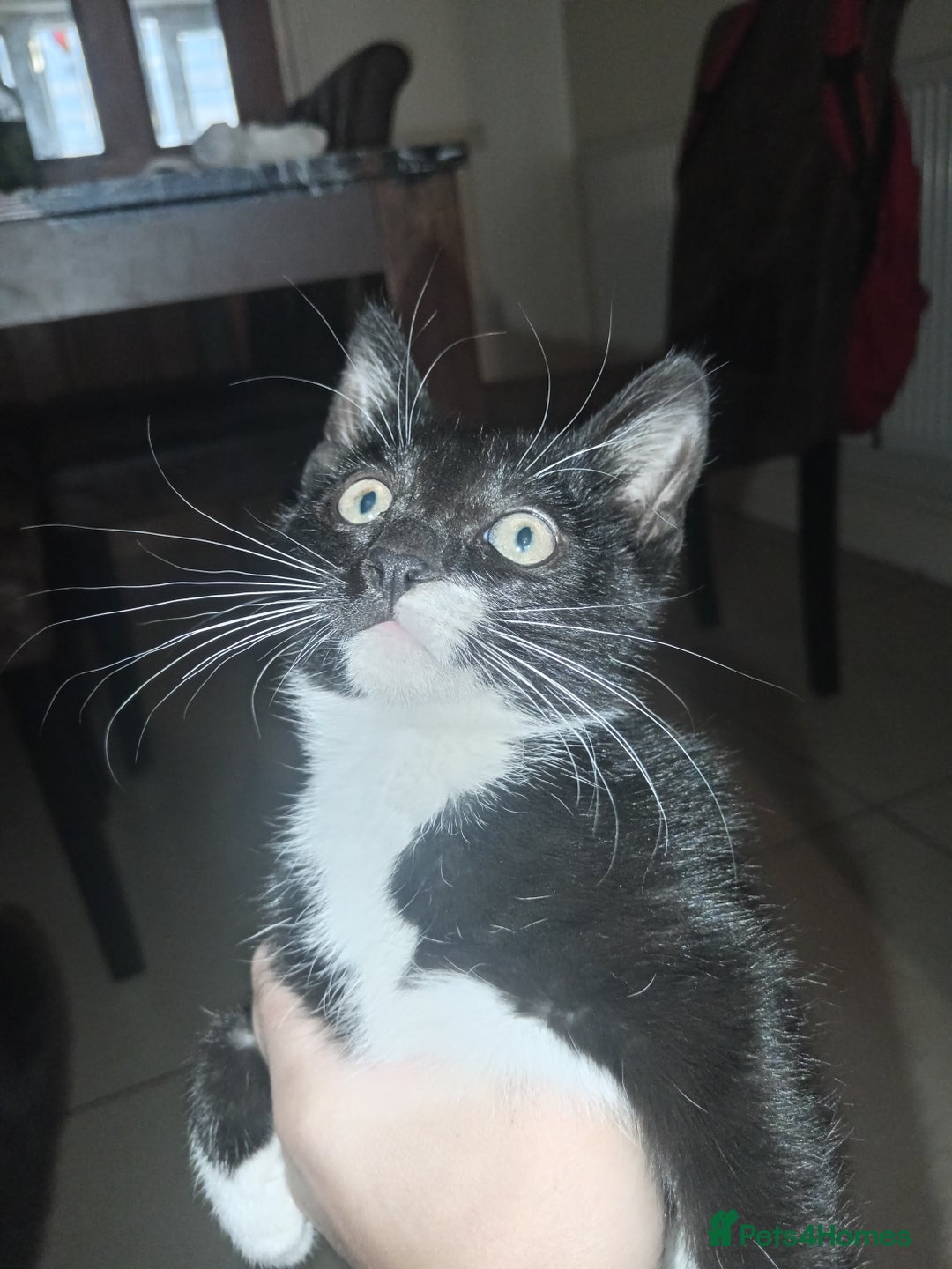 European cats for sale: Looking for new home - Image 2
