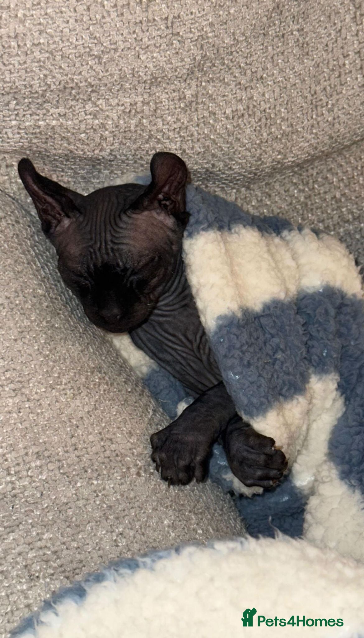 Sphynx cats Elf Sphynx - Advert 4