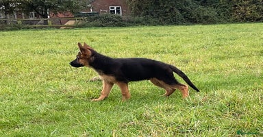 German Shepherd dogs - Advert 1