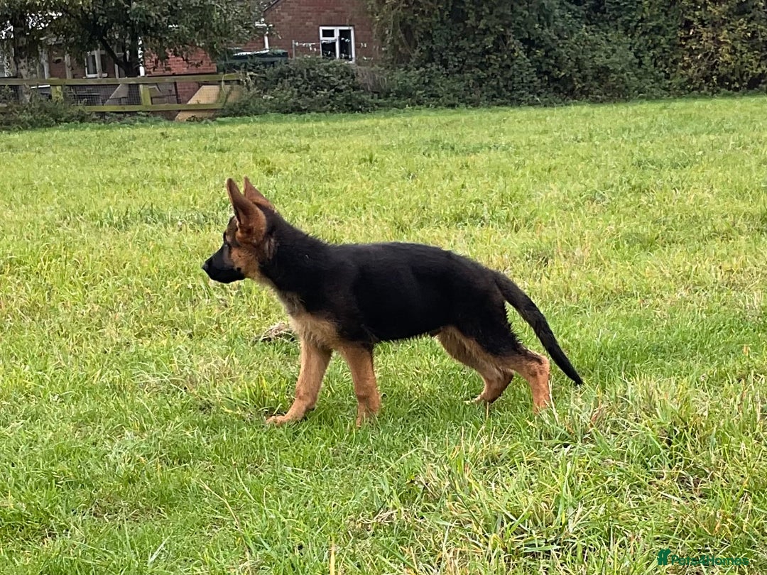 German Shepherd dogs for sale: 25 years experience breeding German Shepherds  - Image 3