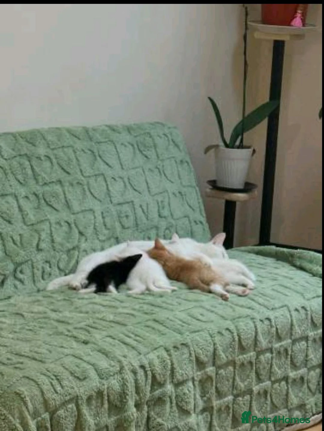 Mixed Breed cats for sale: Adorable kittens sale - Advert 2