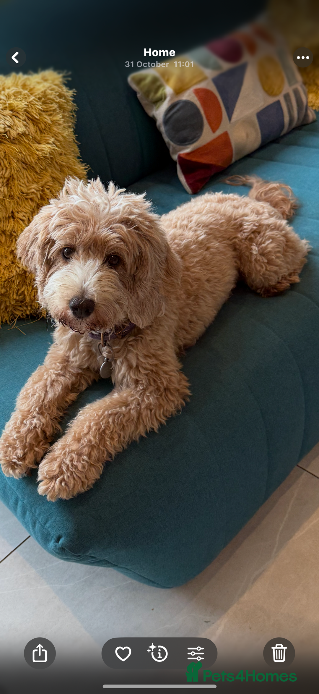 Cockapoo dogs for sale: Beautiful Cockapoo, looking for his forever home.  - Advert 11