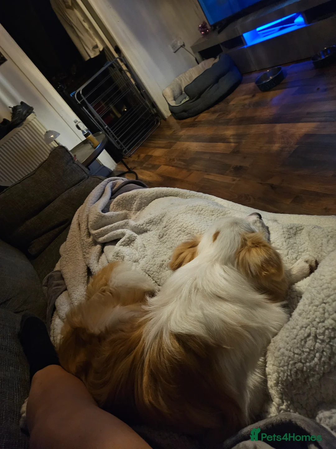 Mixed Breed dogs for sale: Oscar in Salford - Advert 3